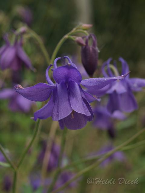 Semiaquilegia ecalcarata.JPG